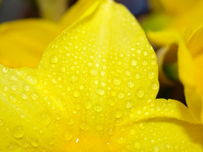 Close-up of Daffodil Petal