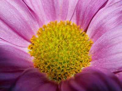 Close-up of Pink Chrysanthemum Daisy
