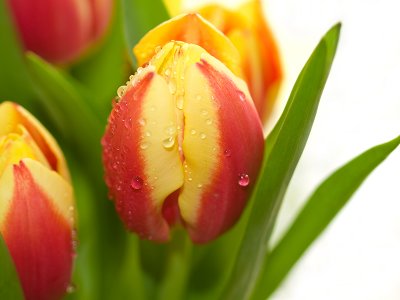 Tulips and Raindrops