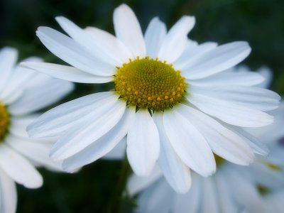 White Chrysanthemum Daisy