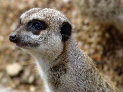 Meerkat