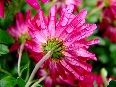 Back of Pink Flower in the Rain