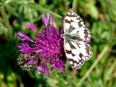 Marbled White Butterfly on Knapweed