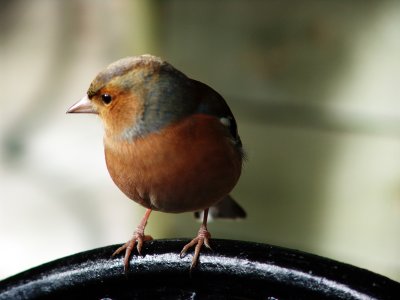 Male Chaffinch