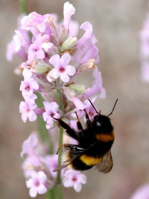 Bumble Bee on Lavender