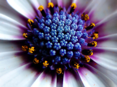 Close-up of African Daisy