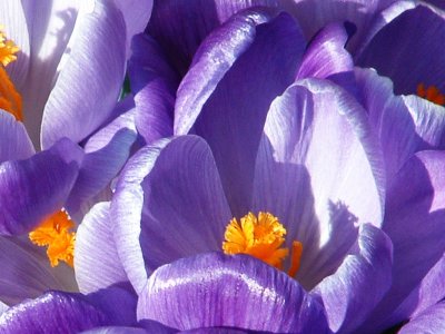 Close-up of Purple Crocus