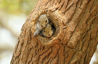 Young Eastern Gray Squirrels