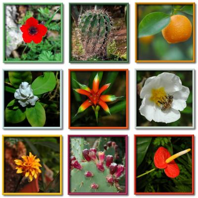 Flower  collage.jpg