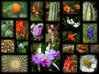 Flower  collage   2.jpg