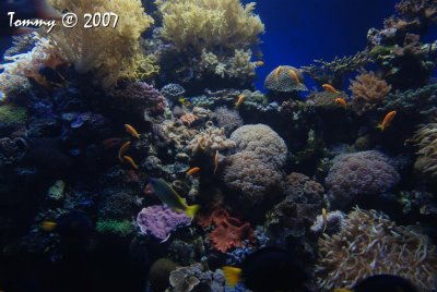 Underwater Observatory Marine Park  Eilat
