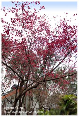 Sakura in Hong Kong