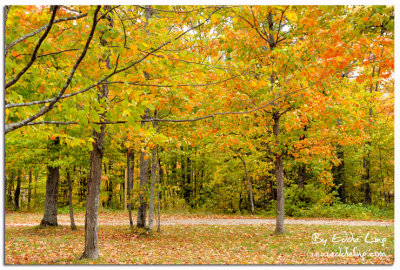 Algonquin provincial park, Ontario