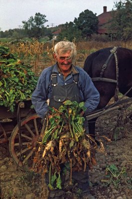 Mennonite farmer with sugar beets