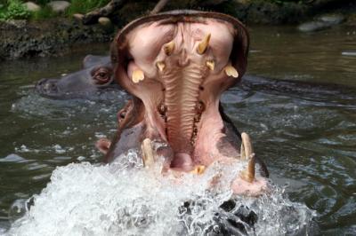 zoo-hippo.jpg