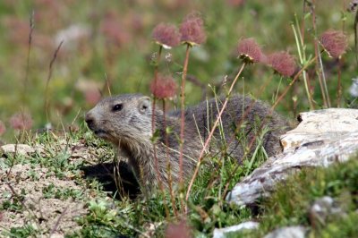 Marmots in the Alps
