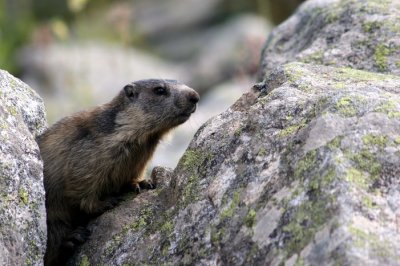 Marmots in the Alps