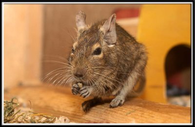 A Degu