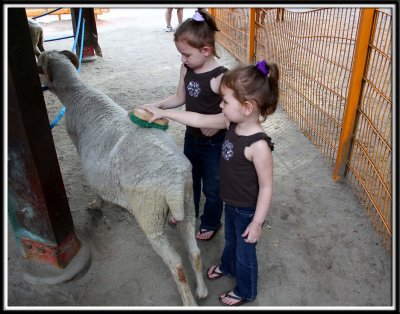 Noelle and Kylie brush the sheep's wool