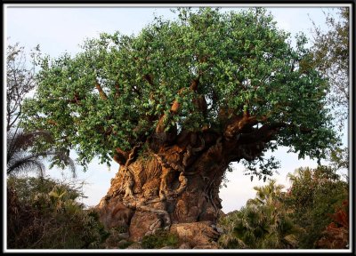 The Circle of Life Tree is 14 stories high and is 50 feet in diameter at its base.