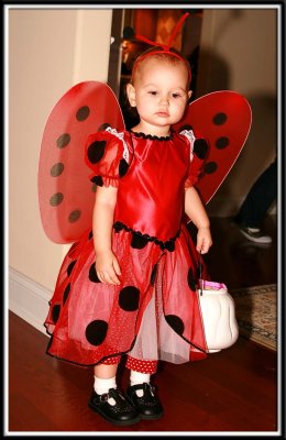 Ladybug