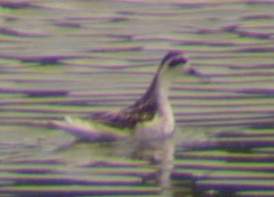 Red-necked Phalaropes, Oconee County, GA 8/27/2008