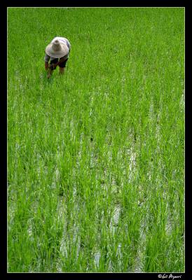Working in the rice fields around Yangshuo