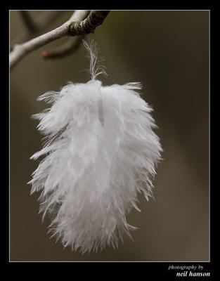 Hanging Down