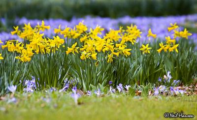g3/40/565940/3/58023977.Daffs1_web.jpg