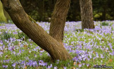g3/40/565940/3/58041173.Crocus1_web.jpg