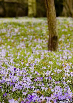 g3/40/565940/3/58041714.Crocus2_web.jpg
