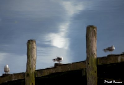 Gulls on a Pier