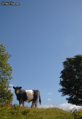 Lakeland Cow