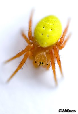 Tiny Spider