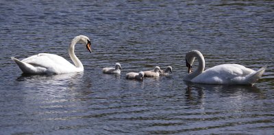 Swans 5 25 09