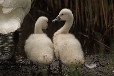 Swans 6 10 09