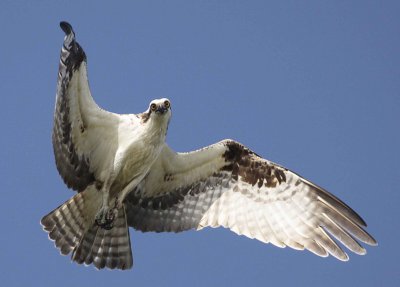 Dune Deck Nest 2009