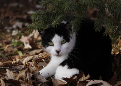 Trailerhood cat