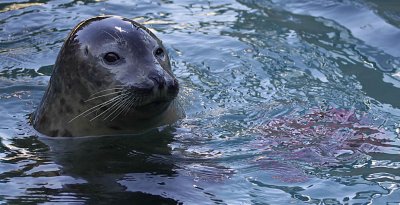 Riverhead seal