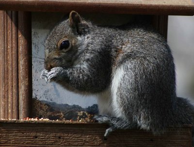 Bird Feeder