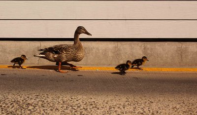 The Duck Family