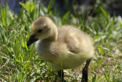 Baby Goose