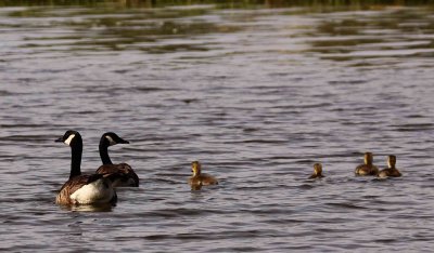 family swim