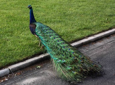 Black wing Peacock