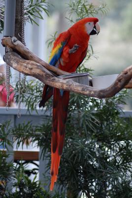 g3/40/567740/3/58046475.Red_Parrot.jpg