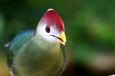 Prettybird