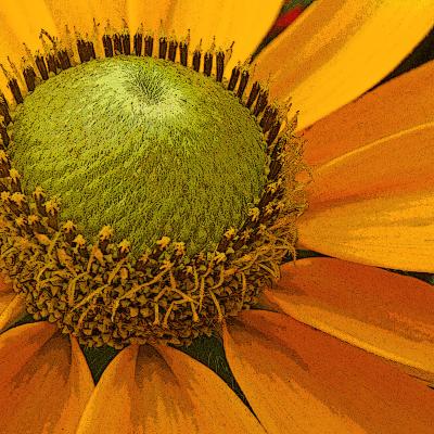green-eyed daisy (poster edge)