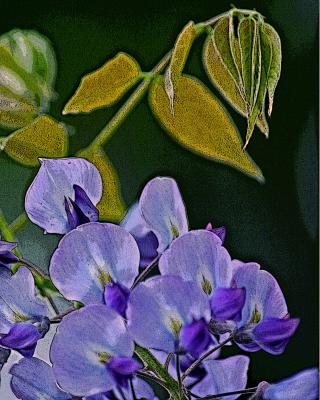wisteria 2 (poster edge)