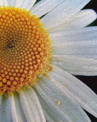 Daisy Daisy (plastic wrap)