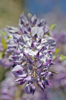 wisteria 048 (1)